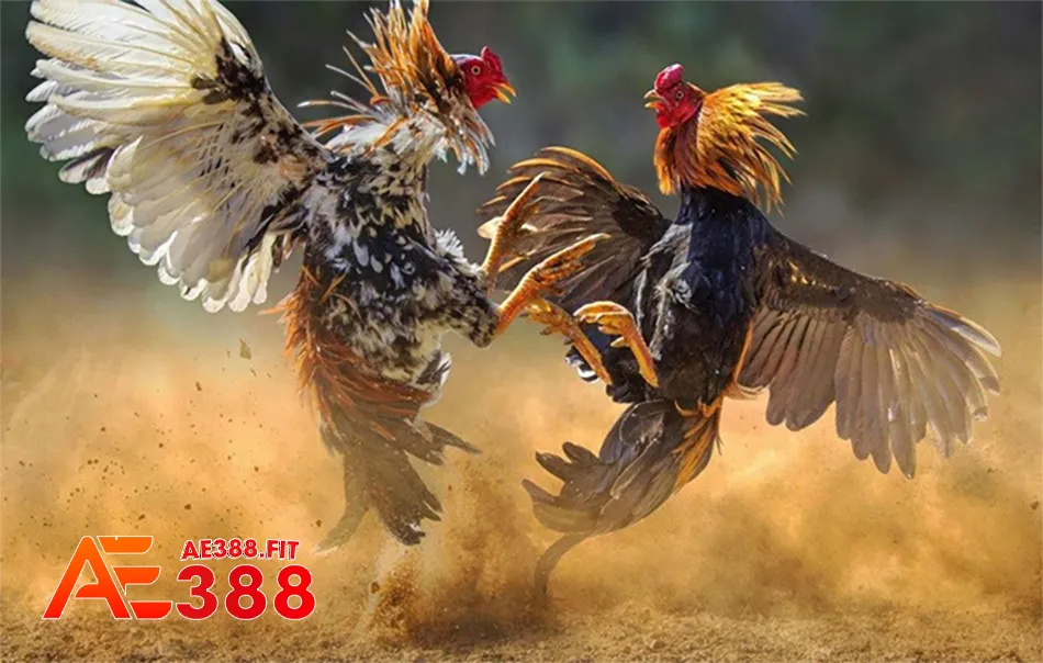 Một số kinh nghiệm chơi đá gà AE388 thắng lớn